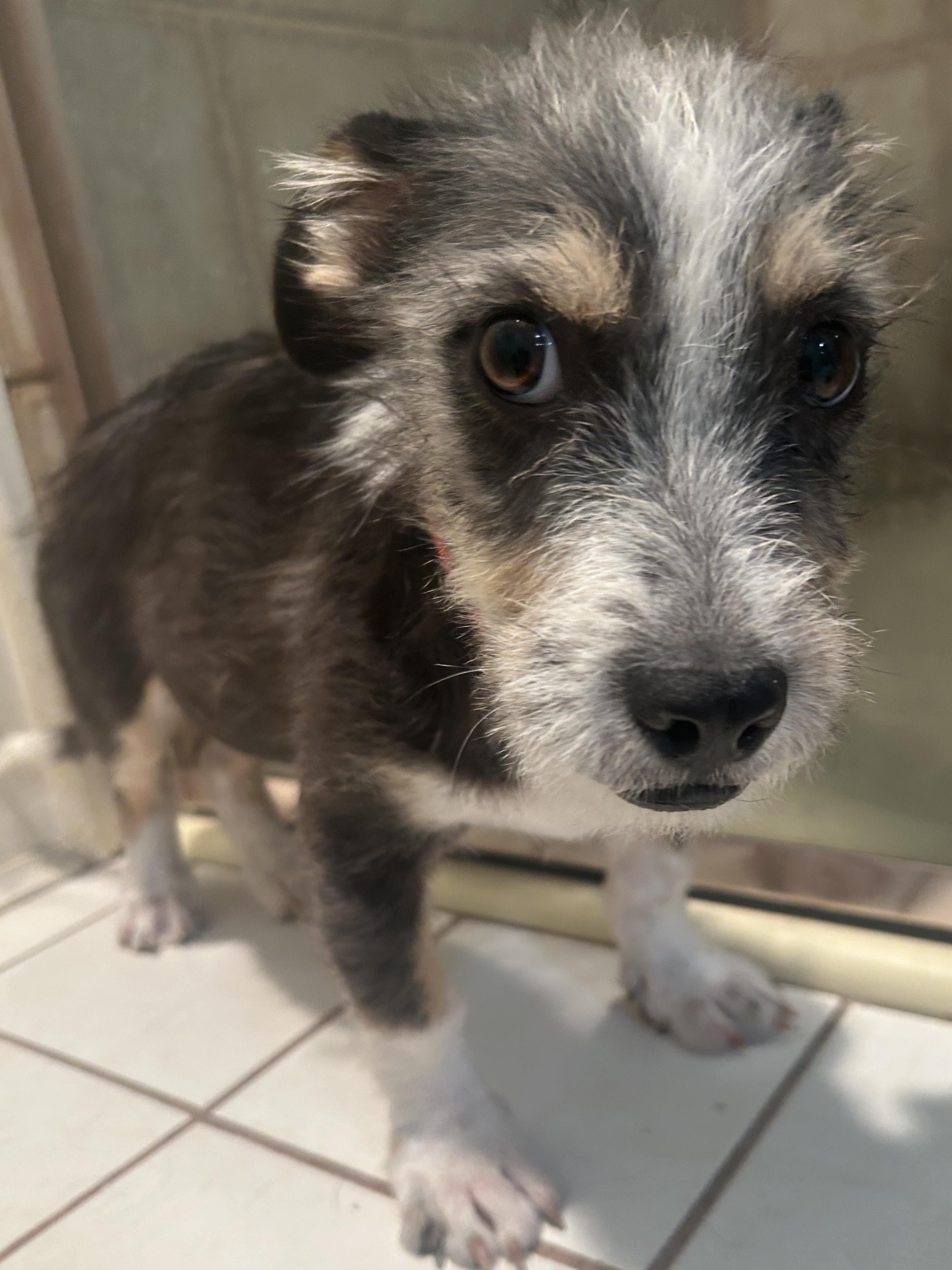 Enlarge FRANKIE, a ADOPTABLE mixed breed in El Cajon, CA image 6/6