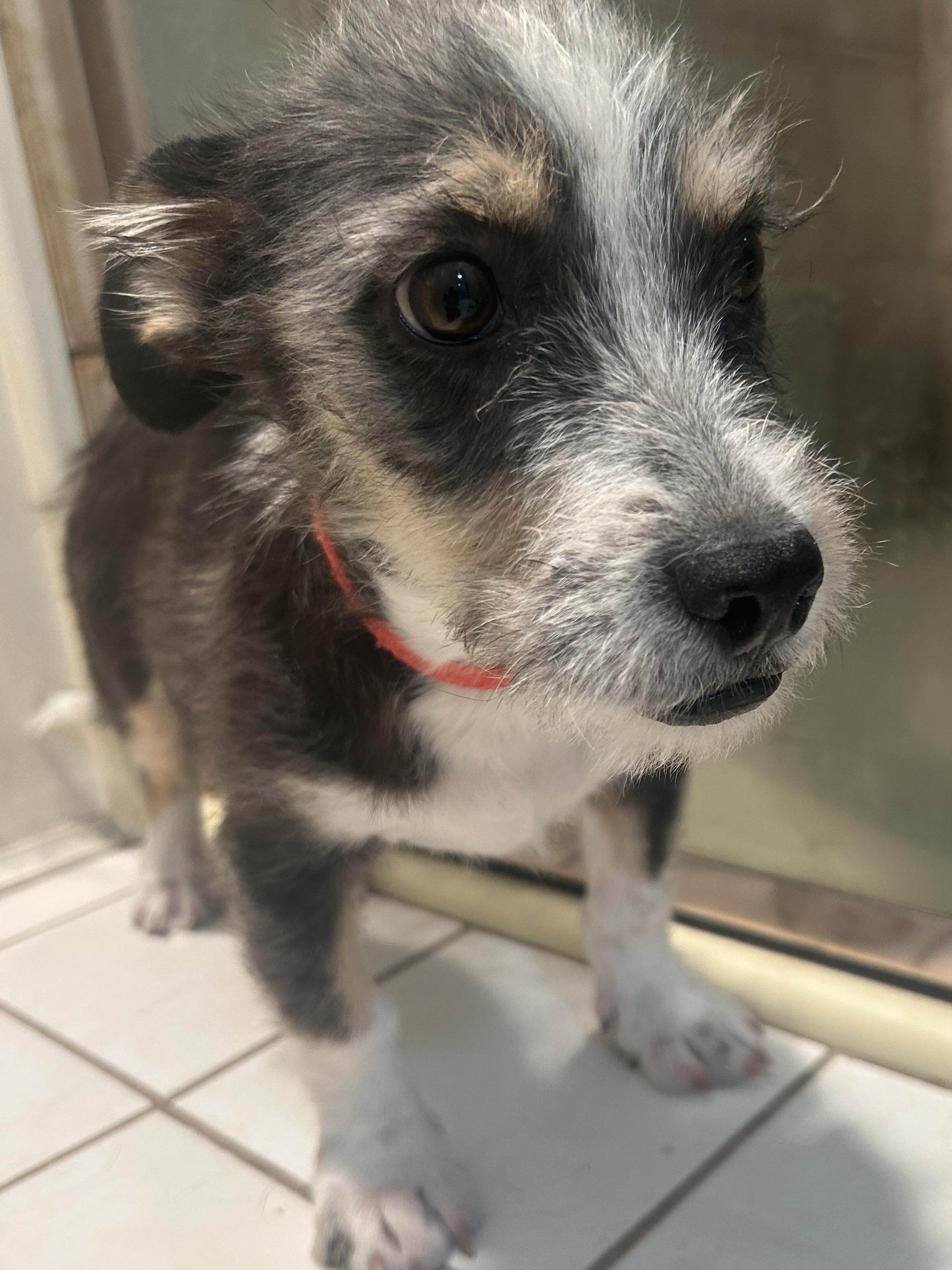 Enlarge FRANKIE, a ADOPTABLE mixed breed in El Cajon, CA image 3/6