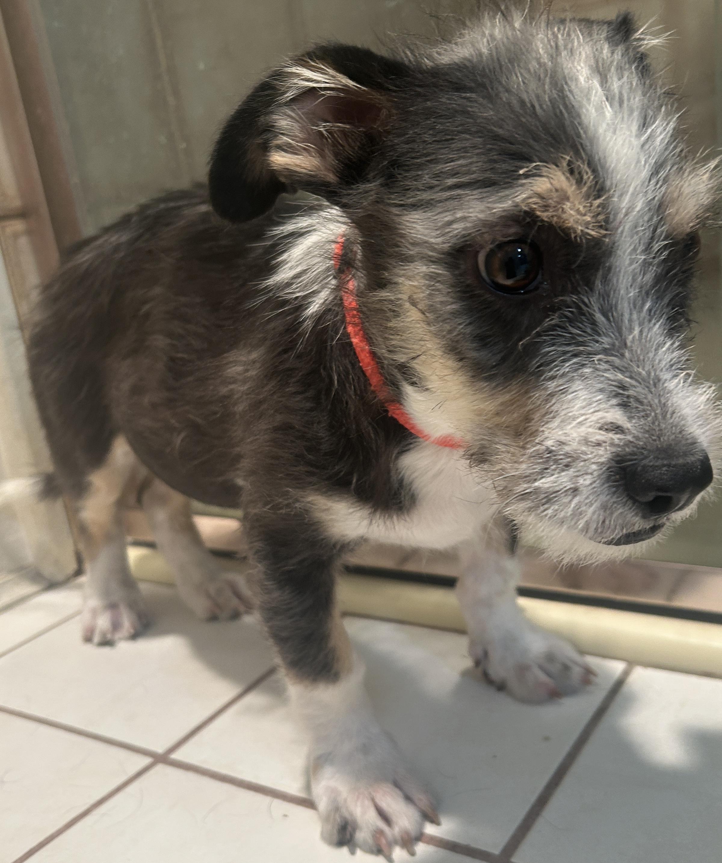 Enlarge FRANKIE, a ADOPTABLE mixed breed in El Cajon, CA image 1/6