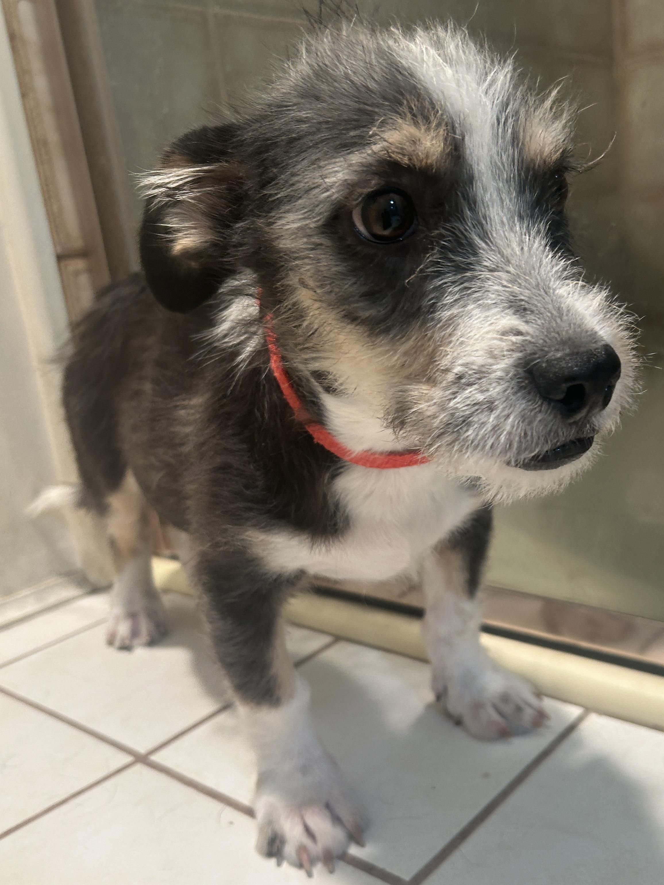 Enlarge FRANKIE, a ADOPTABLE mixed breed in El Cajon, CA image 4/6