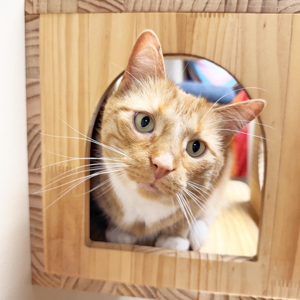 Socks, Adoptable, Senior Male Domestic Short Hair & Mixed Breed.