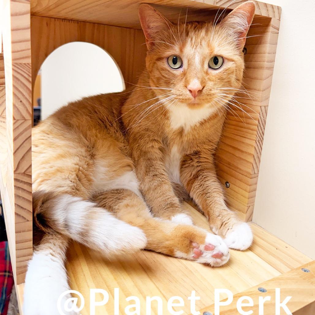 Enlarge Socks, a Adoptable mixed breed in Oshkosh, WI image 2/5