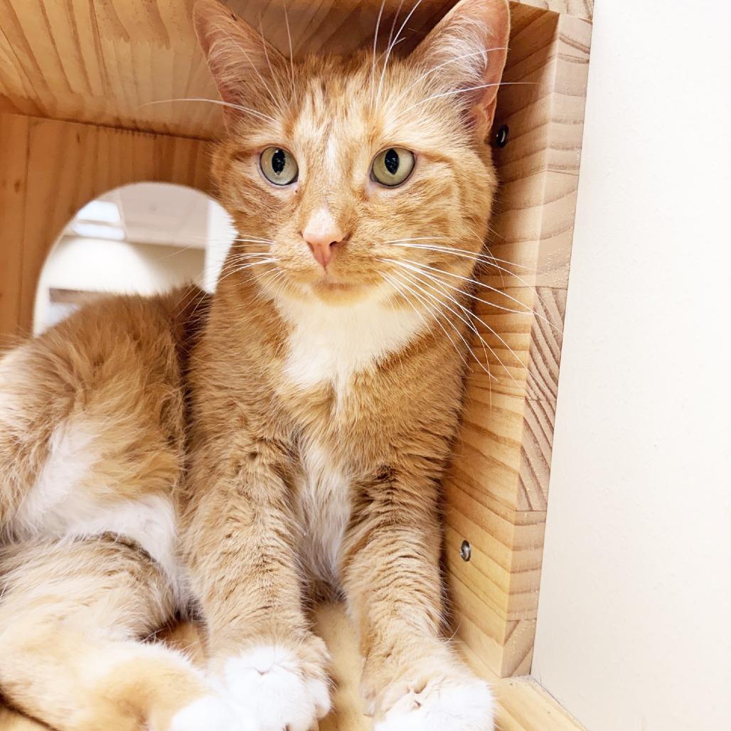 Enlarge Socks, a Adoptable mixed breed in Oshkosh, WI image 3/5