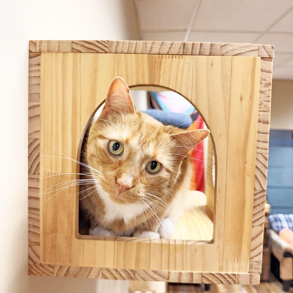 Enlarge Socks, a Adoptable mixed breed in Oshkosh, WI image 4/5