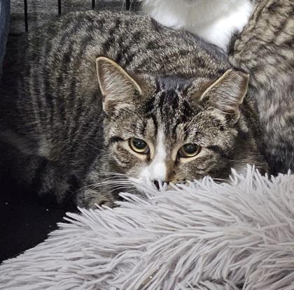 Enlarge Jean Grey - Cats in Bloom Feature, a Adoptable mixed breed in Berwick, PA image 1/1