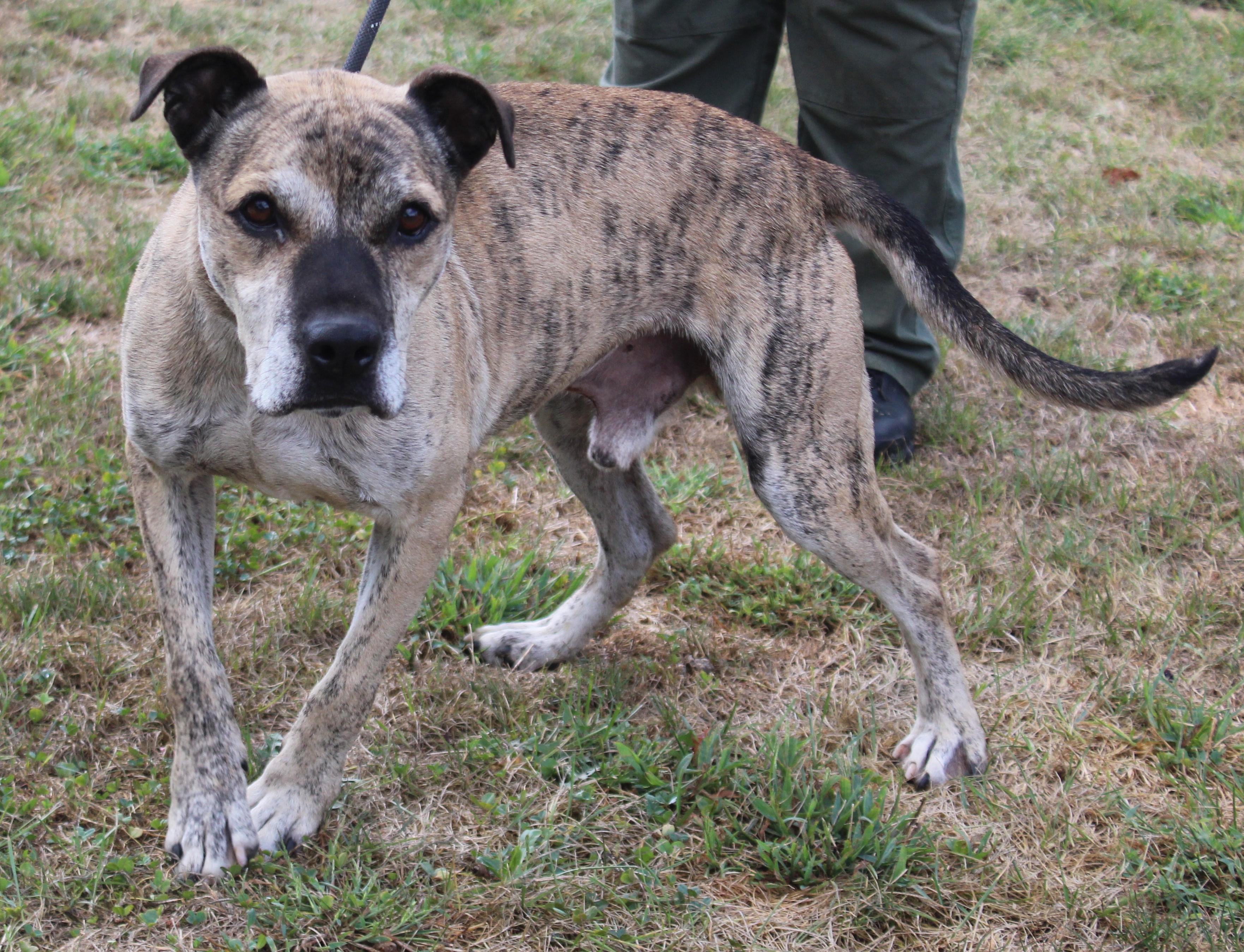 Ali (9098), a Adoptable mixed breed in Heath, OH image 1/4
