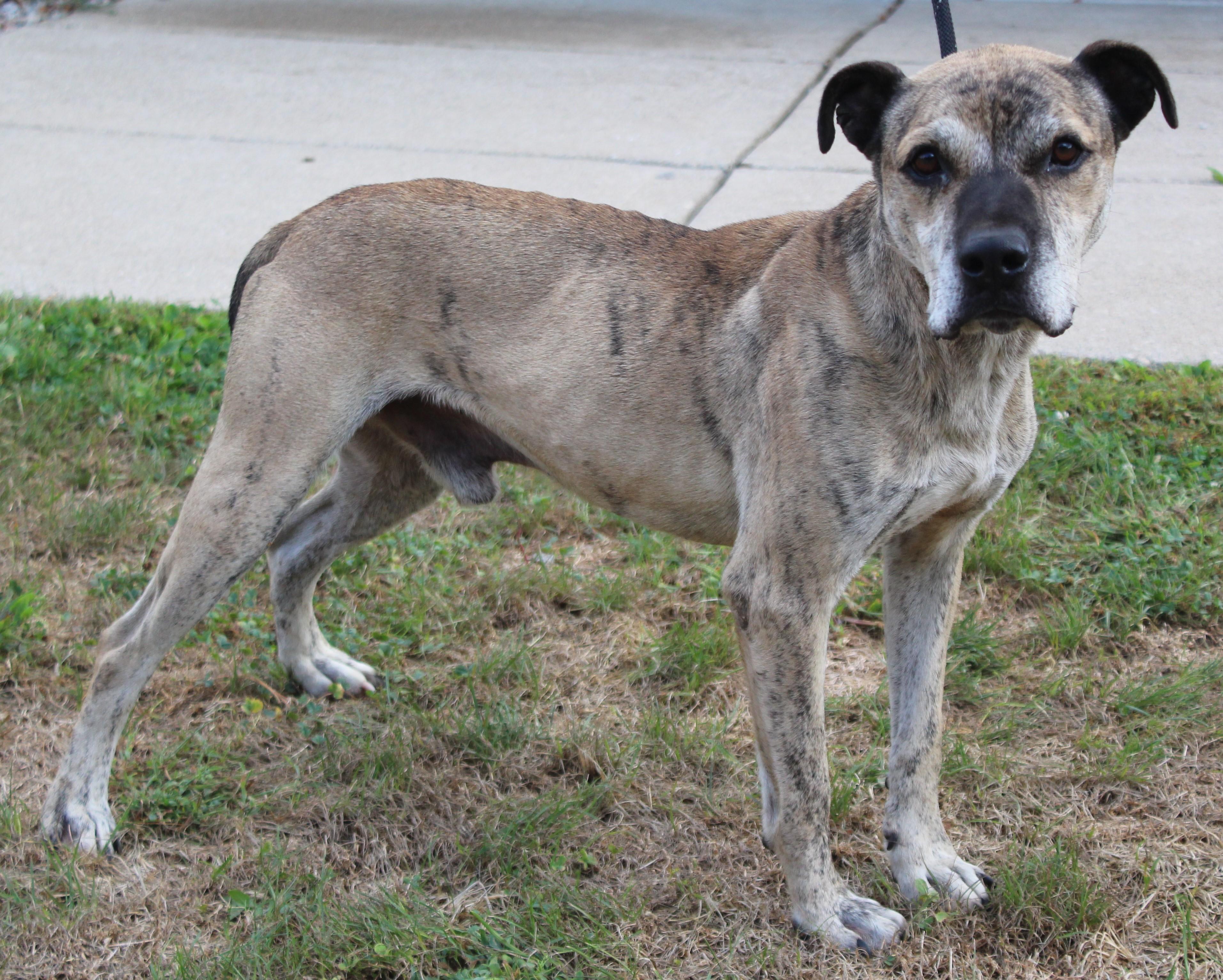 Ali (9098), Adoptable, Senior Male Boxer.