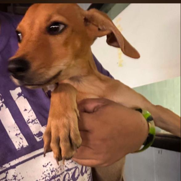 Enlarge Lotty, a Adoptable mixed breed in Odessa, TX image 1/1