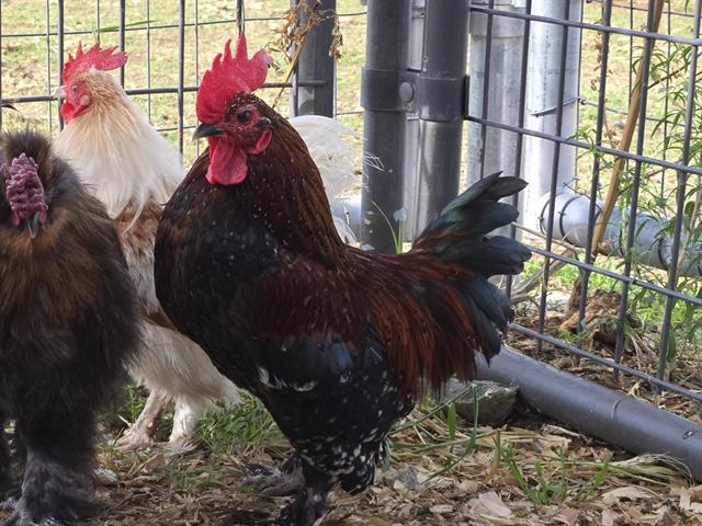 A348333, Adoptable, Adult Male Chicken.