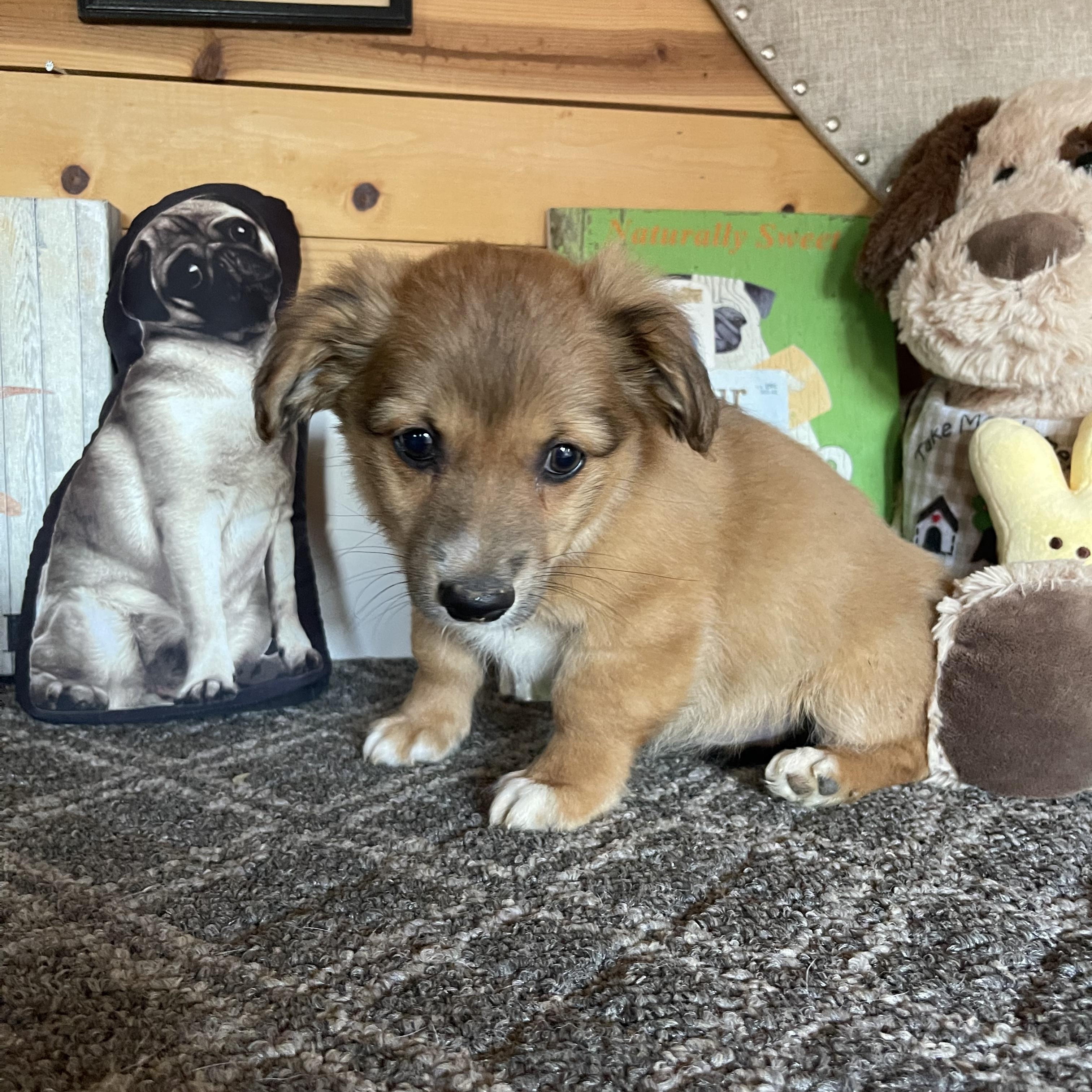 Enlarge Sonny, a ADOPTABLE mixed breed in Vacaville, CA image 2/4