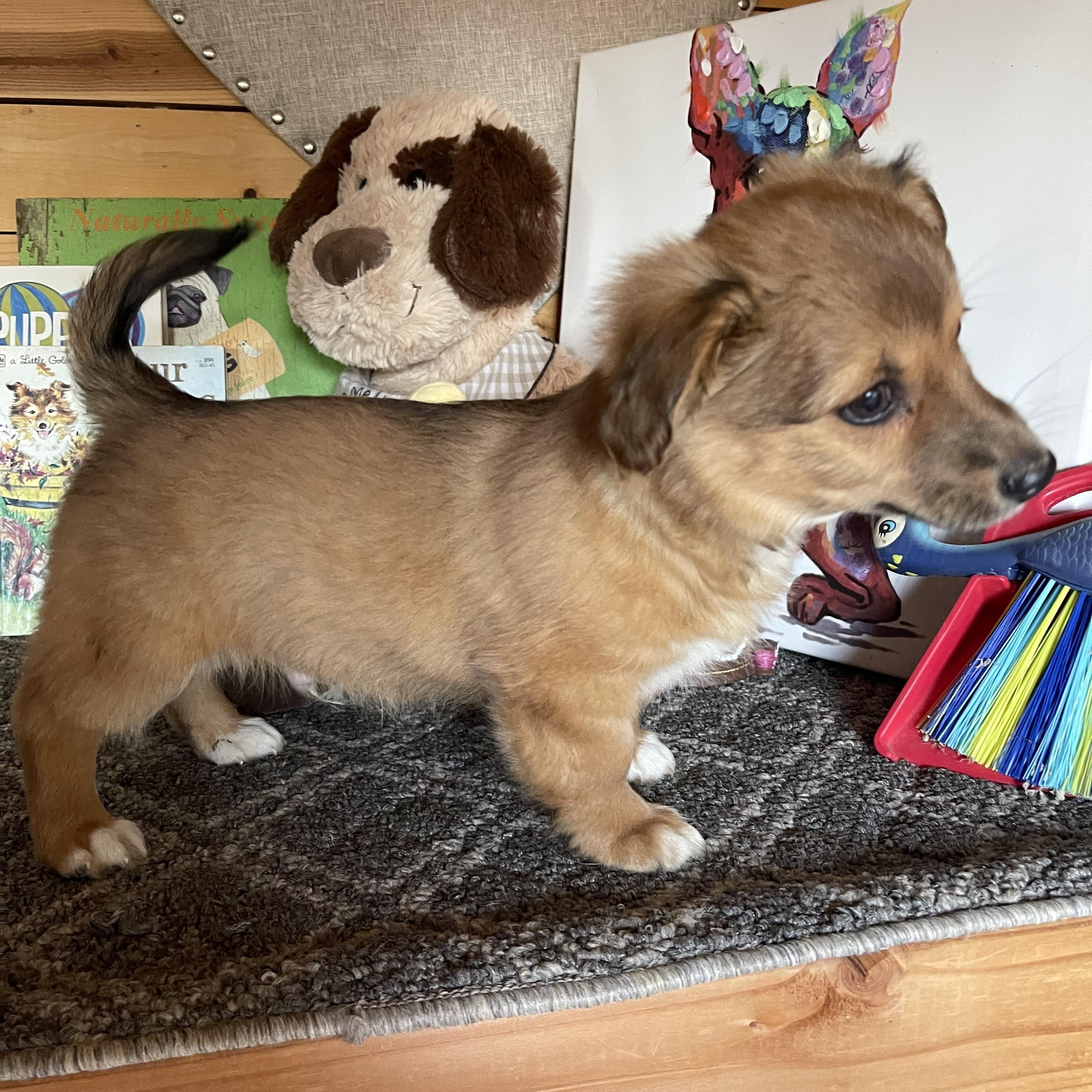 Enlarge Sonny, a ADOPTABLE mixed breed in Vacaville, CA image 4/4