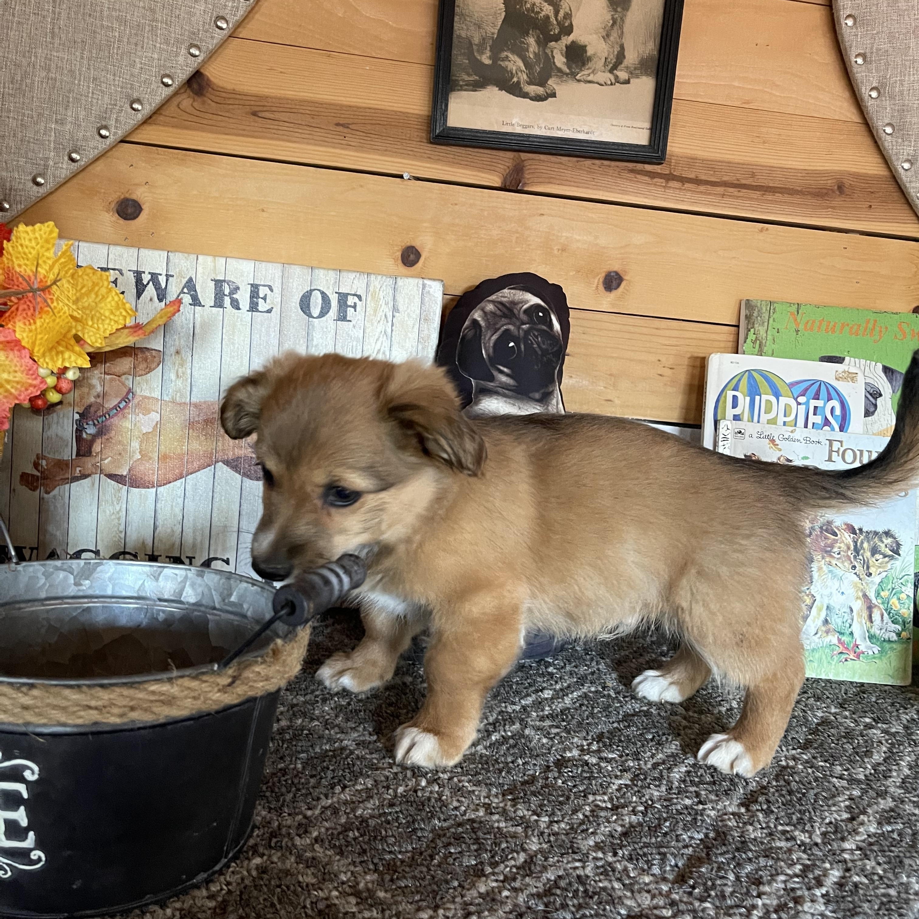 Enlarge Sonny, a ADOPTABLE mixed breed in Vacaville, CA image 3/4