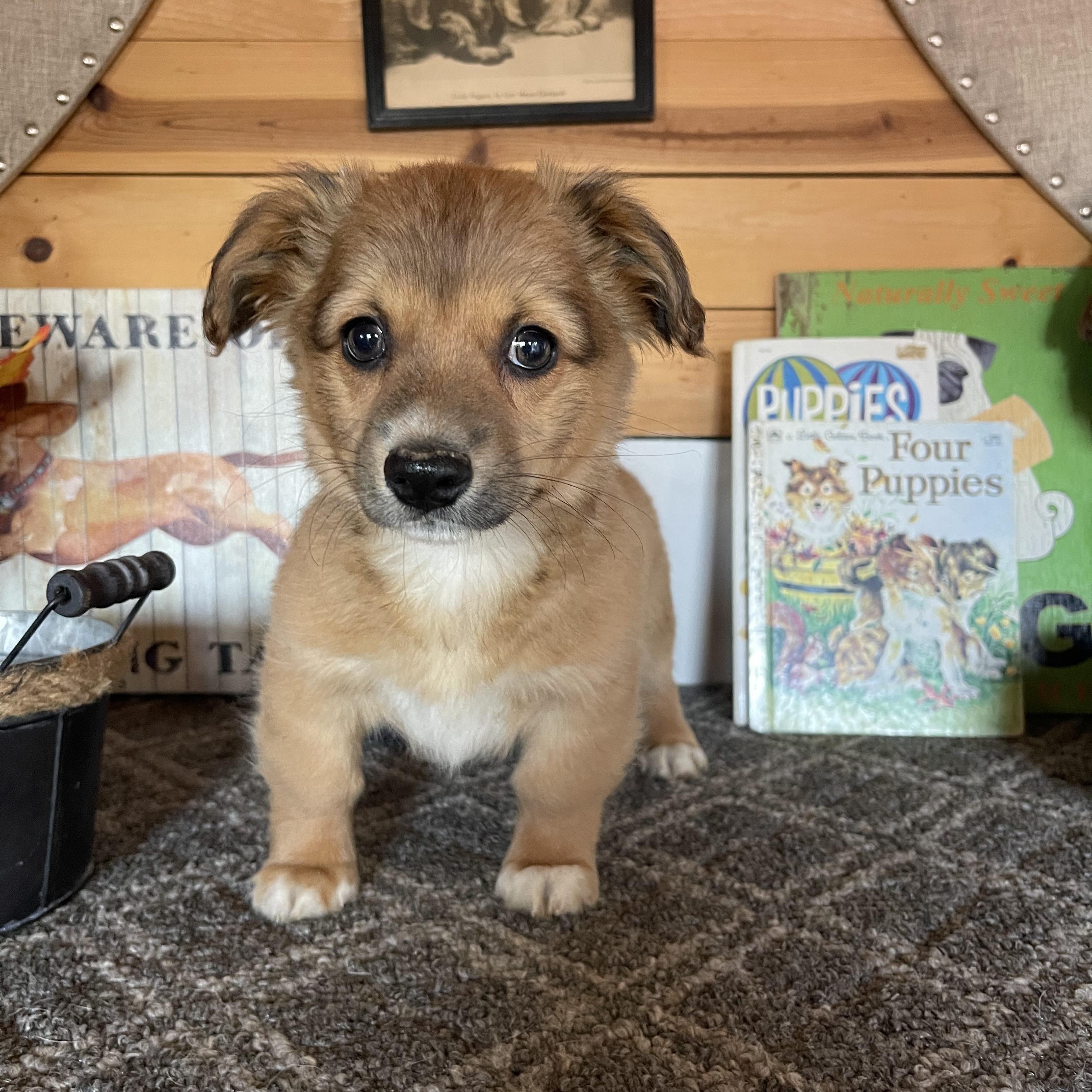 Enlarge Sonny, a ADOPTABLE mixed breed in Vacaville, CA image 1/4