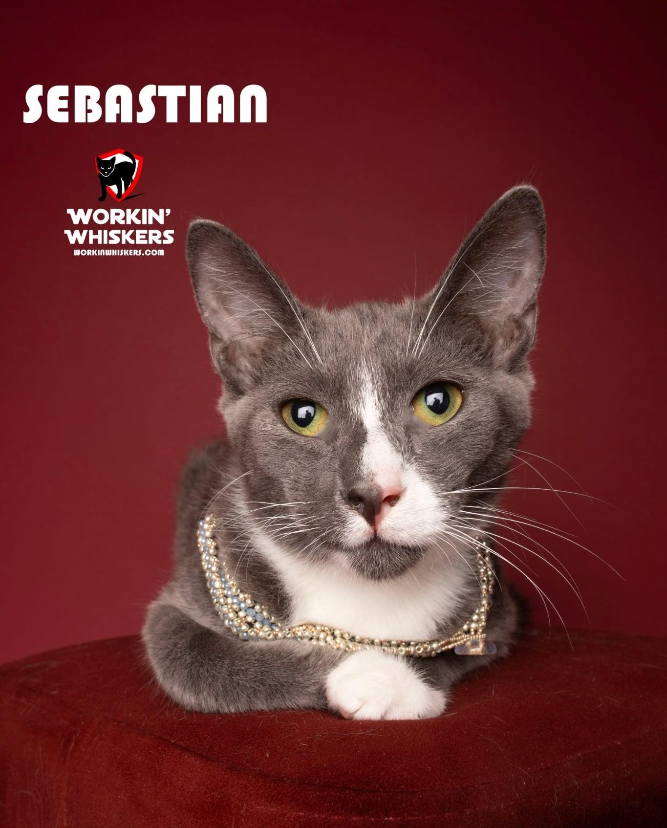 Enlarge SEBASTIAN, a Adoptable mixed breed in Murrieta, CA image 4/6