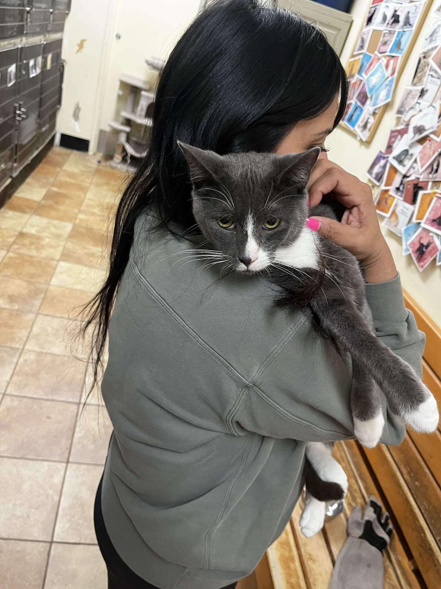 Enlarge SEBASTIAN, a Adoptable mixed breed in Murrieta, CA image 5/6