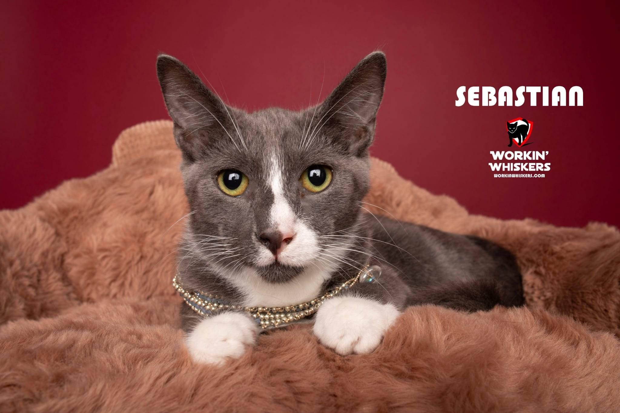 Enlarge SEBASTIAN, a Adoptable mixed breed in Murrieta, CA image 1/6