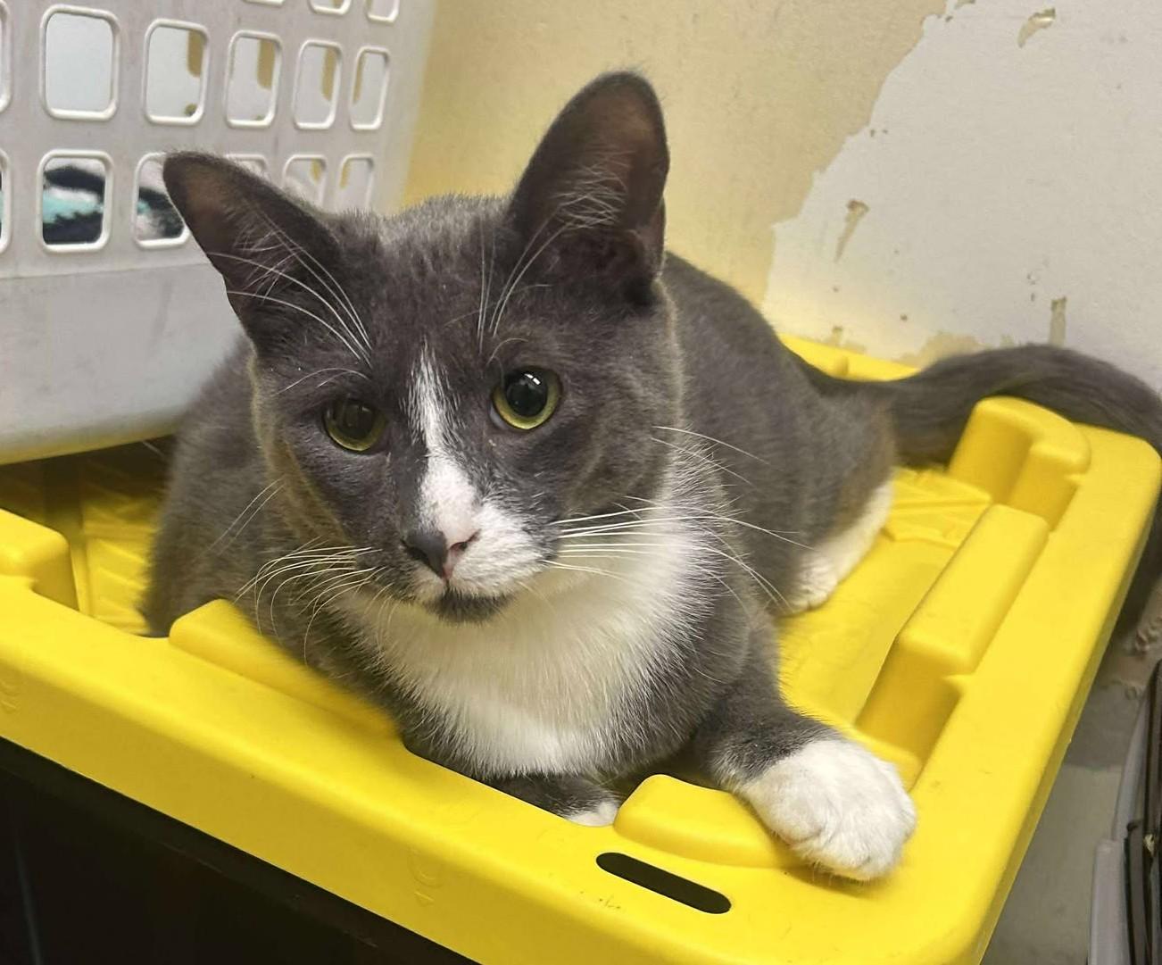 Enlarge SEBASTIAN, a Adoptable mixed breed in Murrieta, CA image 3/6