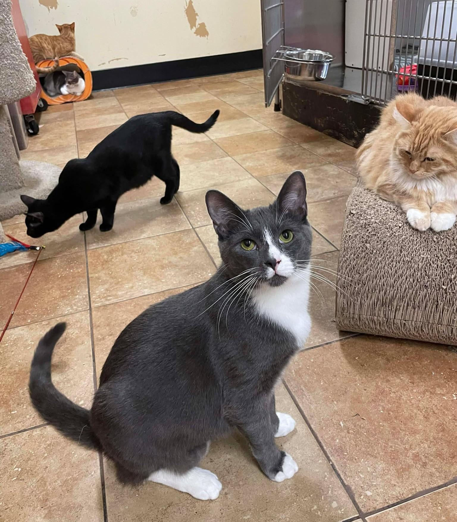 Enlarge SEBASTIAN, a Adoptable mixed breed in Murrieta, CA image 2/6