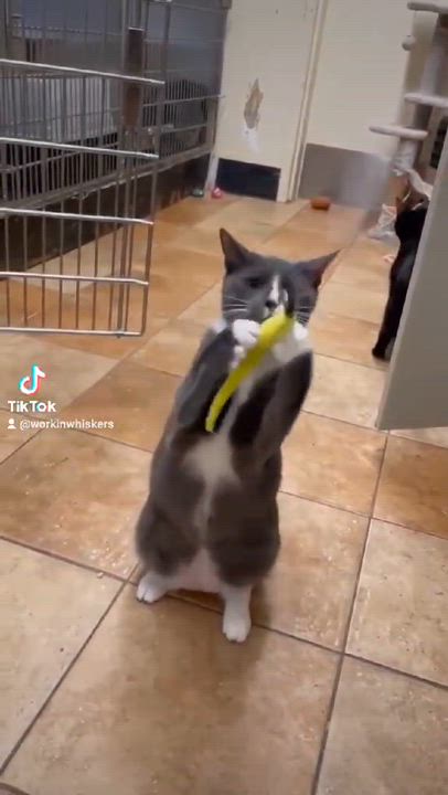 Enlarge SEBASTIAN, a Adoptable mixed breed in Murrieta, CA video 6/6