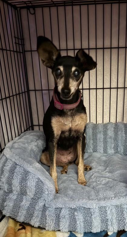 Misty — thumbnail 2