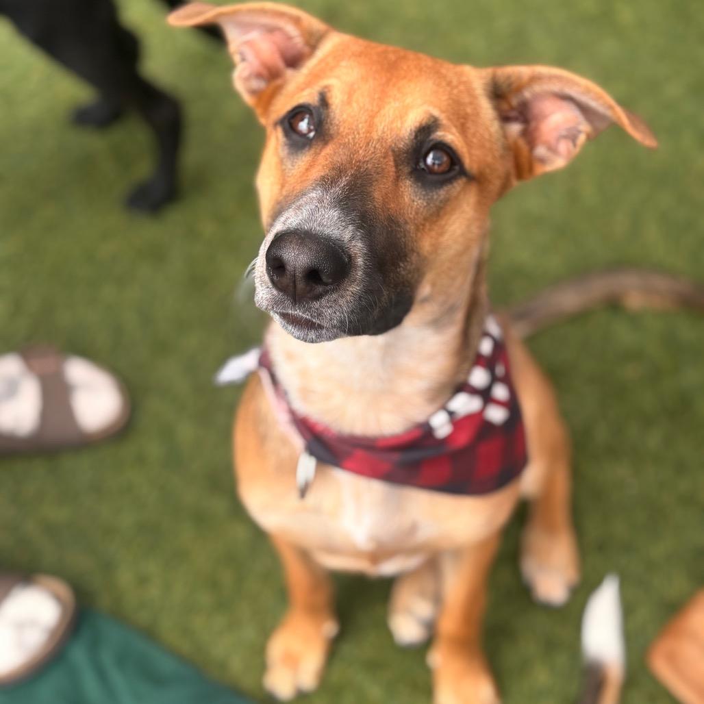 Etta, Adoptable, Young Female German Shepherd Dog & Mixed Breed.