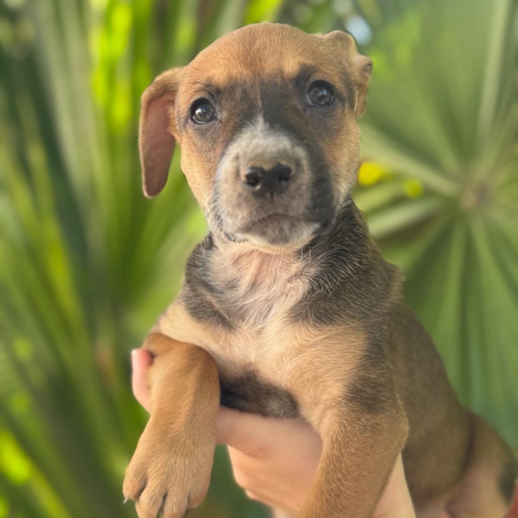 Enlarge Etta, a Adoptable mixed breed in San Diego, CA image 2/5