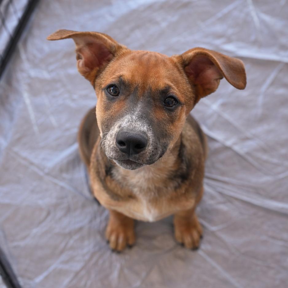 Enlarge Etta, a Adoptable mixed breed in San Diego, CA image 3/5