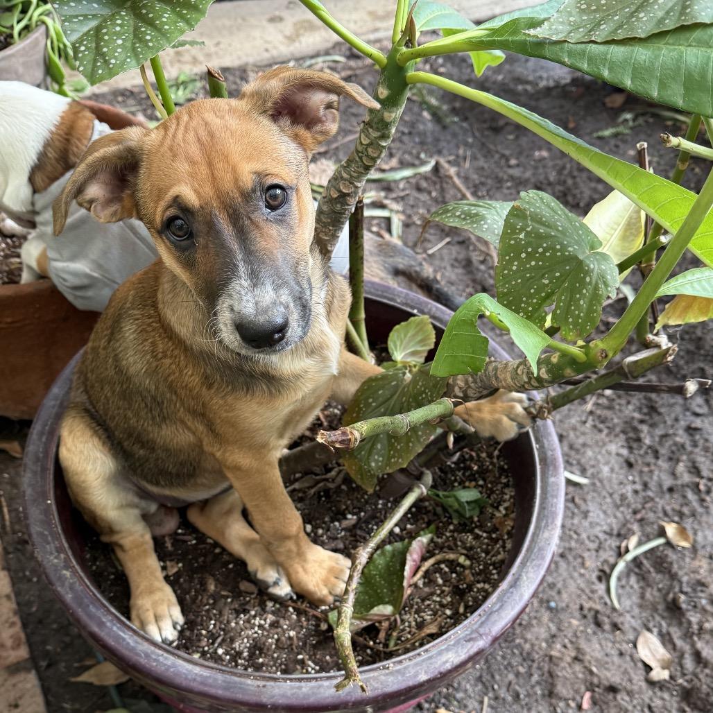 Enlarge Etta, a Adoptable mixed breed in San Diego, CA image 4/5