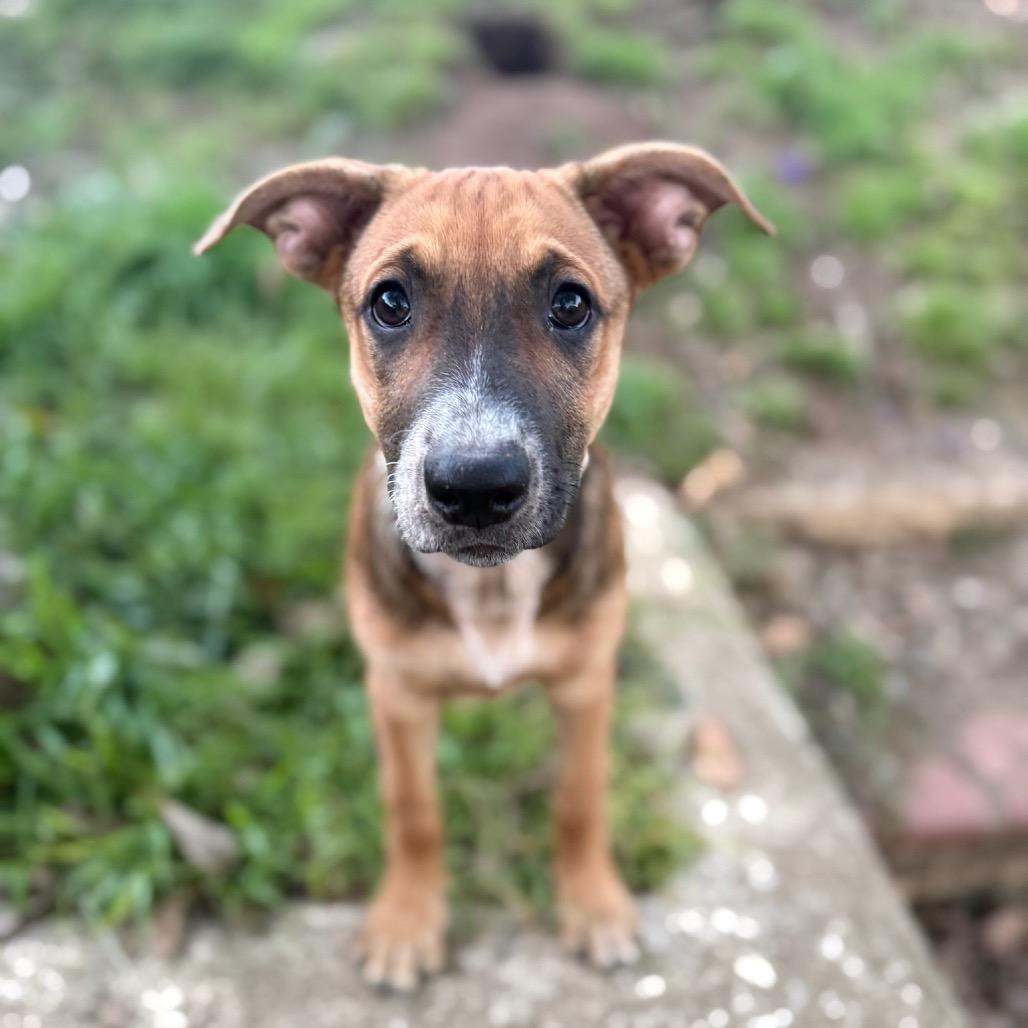 Enlarge Etta, a Adoptable mixed breed in San Diego, CA image 5/5