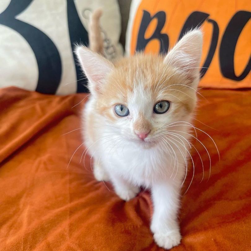 Sol, Adopted, Kitten Female Domestic Short Hair.