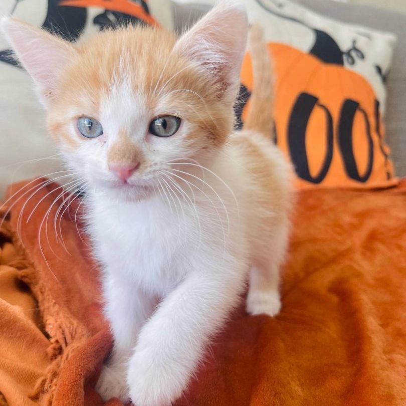 Enlarge Sol, a Adopted Domestic Short Hair in Riverside, CA image 2/5