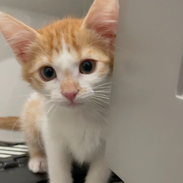 Enlarge Sol, a Adopted Domestic Short Hair in Riverside, CA image 4/5