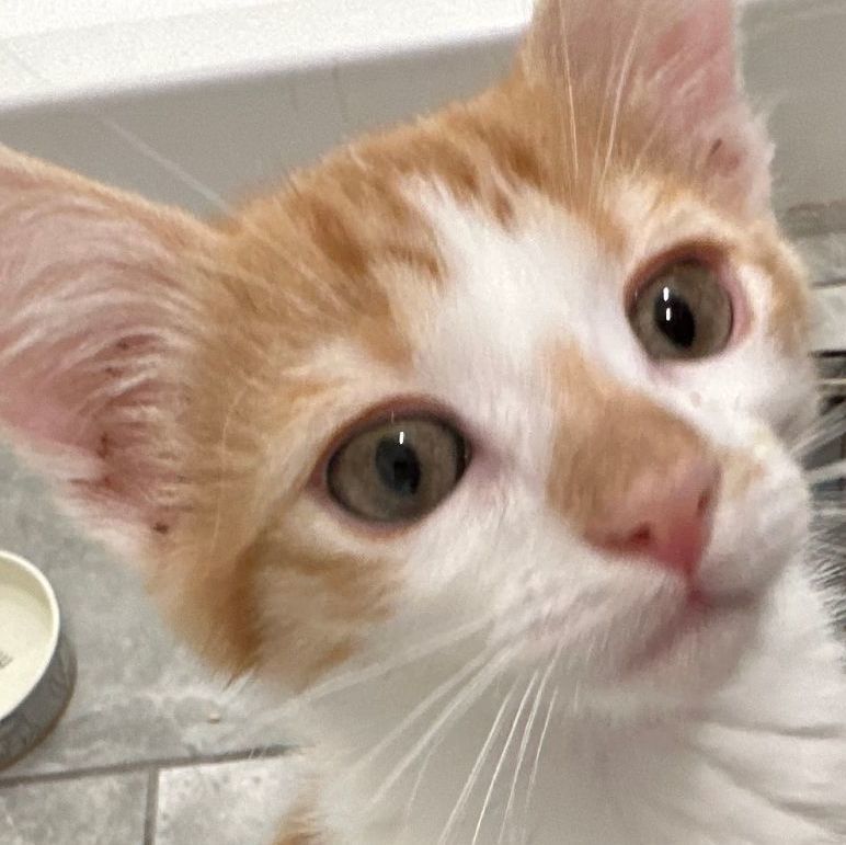 Enlarge Sol, a Adopted Domestic Short Hair in Riverside, CA image 5/5