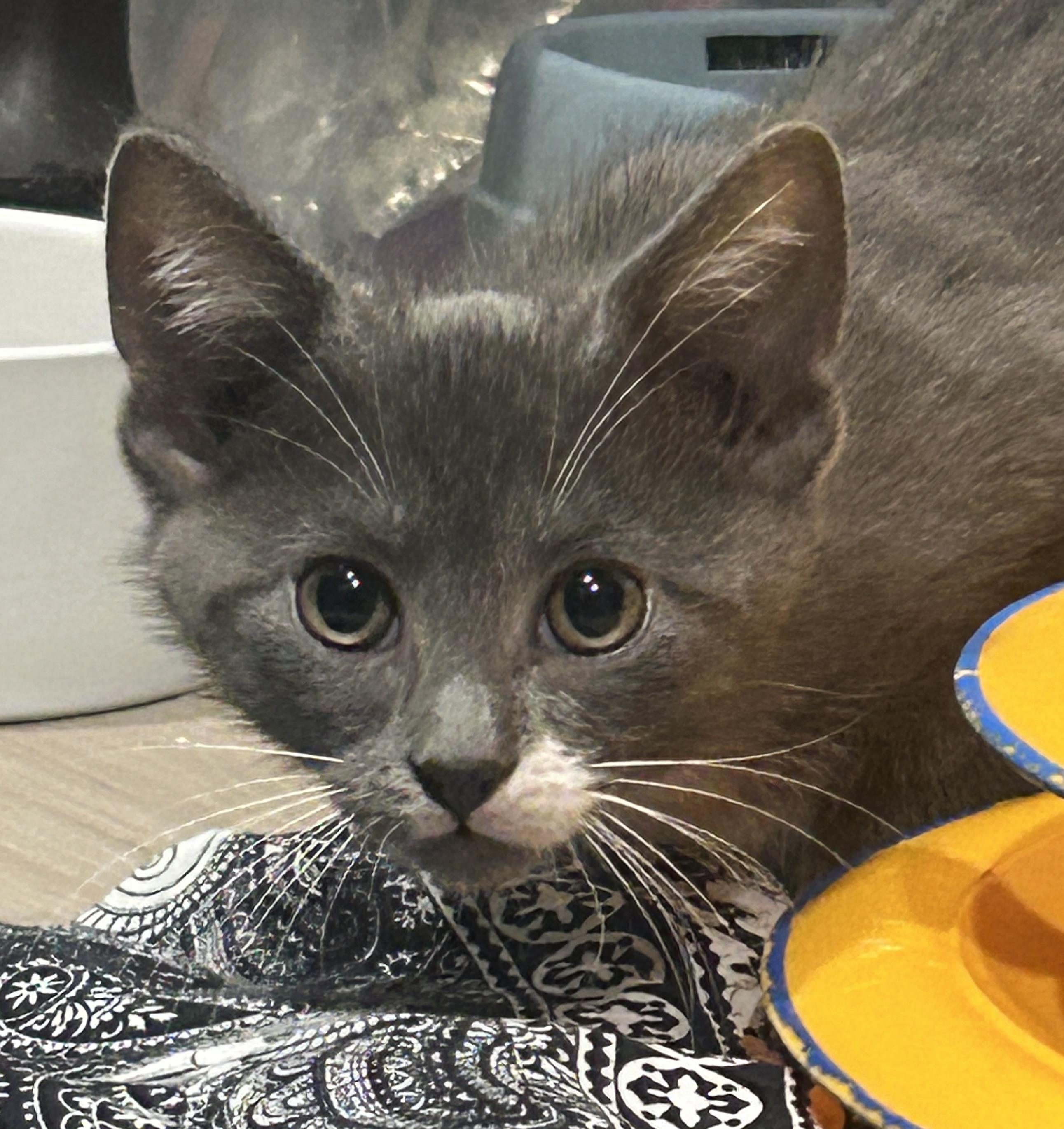 Enlarge Trixie and Mochi, a ADOPTABLE Domestic Short Hair in Fairfax, VA image 2/6