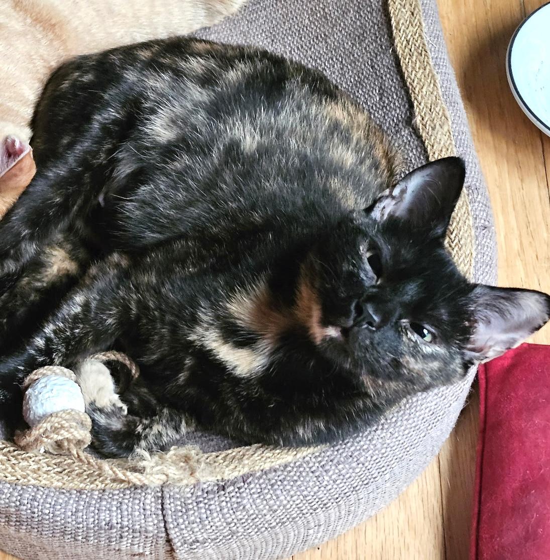 Enlarge Trixie and Mochi, a ADOPTABLE Domestic Short Hair in Fairfax, VA image 6/6