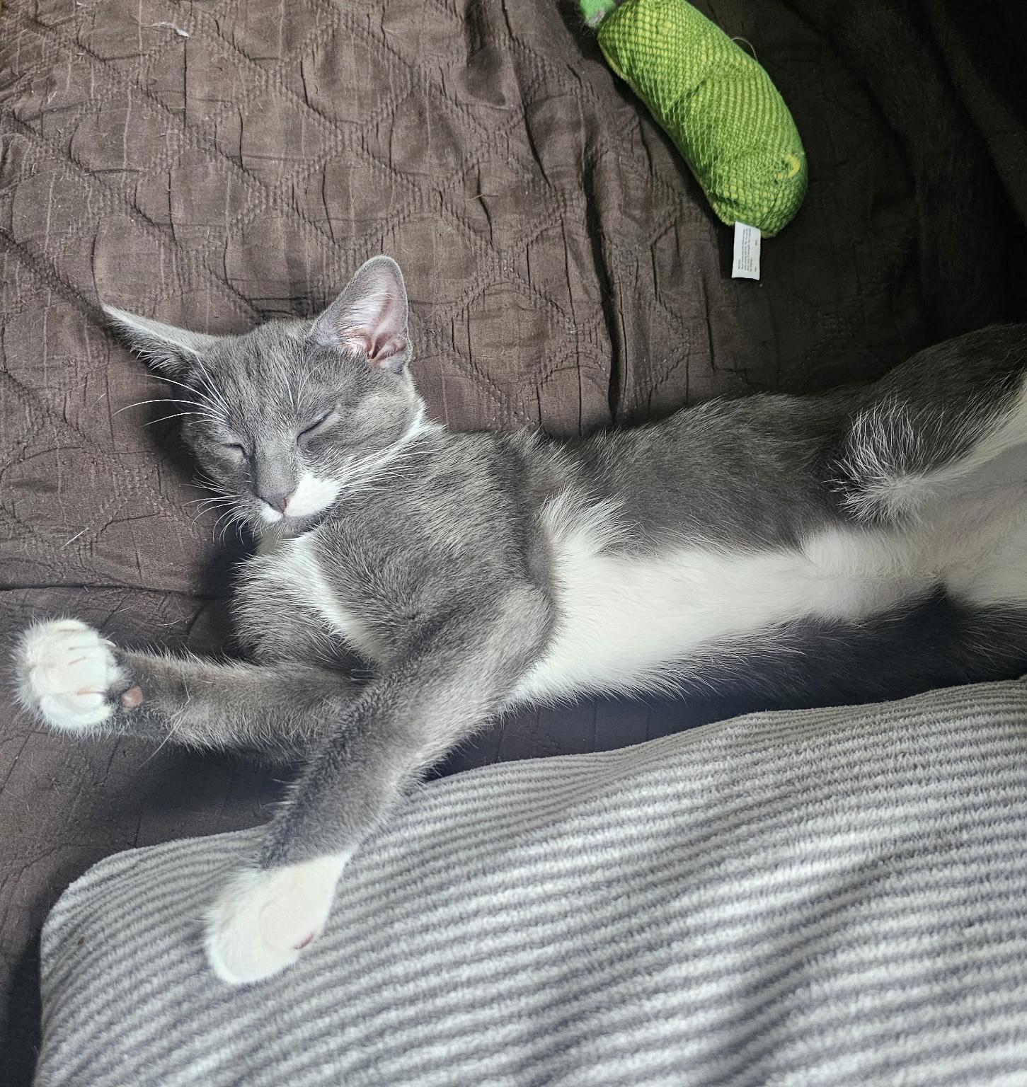 Trixie and Mochi, ADOPTABLE, Young Male Domestic Short Hair.