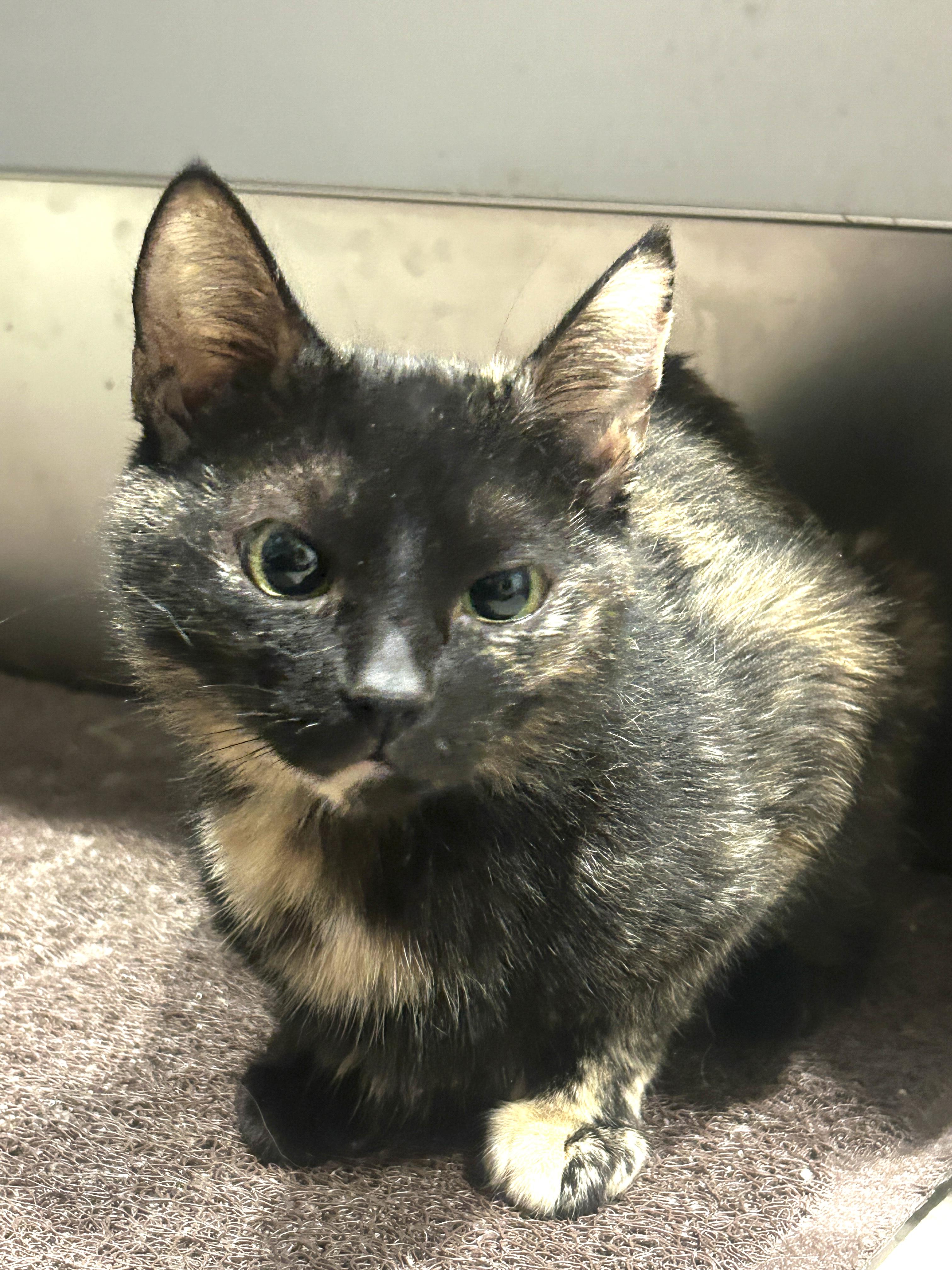 Enlarge Trixie and Mochi, a ADOPTABLE Domestic Short Hair in Fairfax, VA image 3/6
