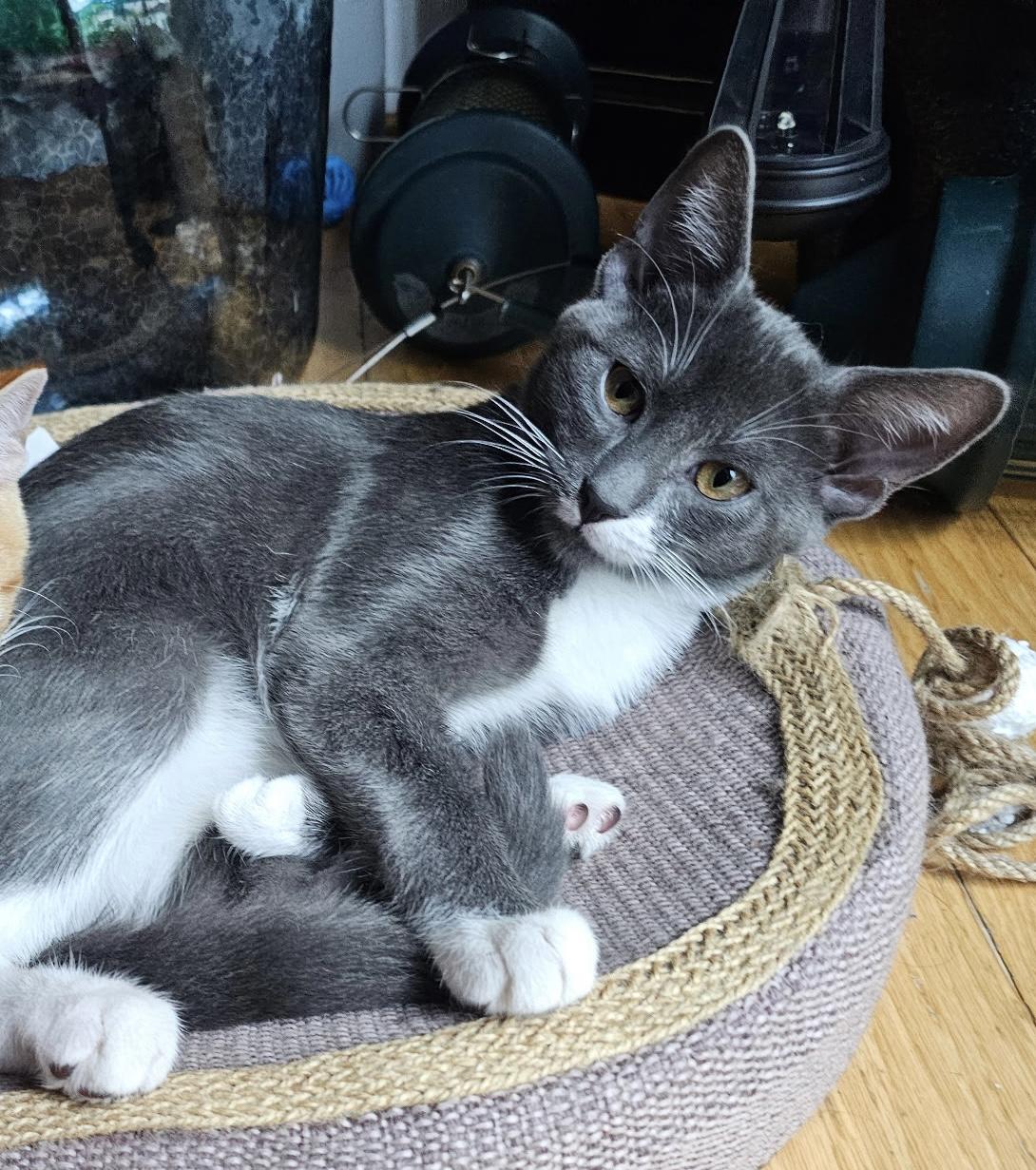 Enlarge Trixie and Mochi, a ADOPTABLE Domestic Short Hair in Fairfax, VA image 5/6