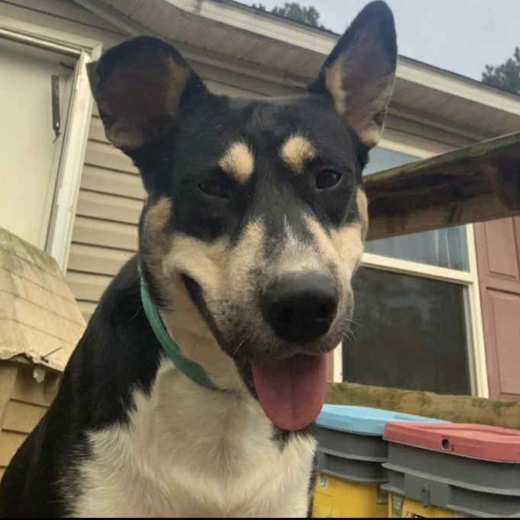 Enlarge Jupiter, a Adoptable mixed breed in Tupelo, MS image 1/5