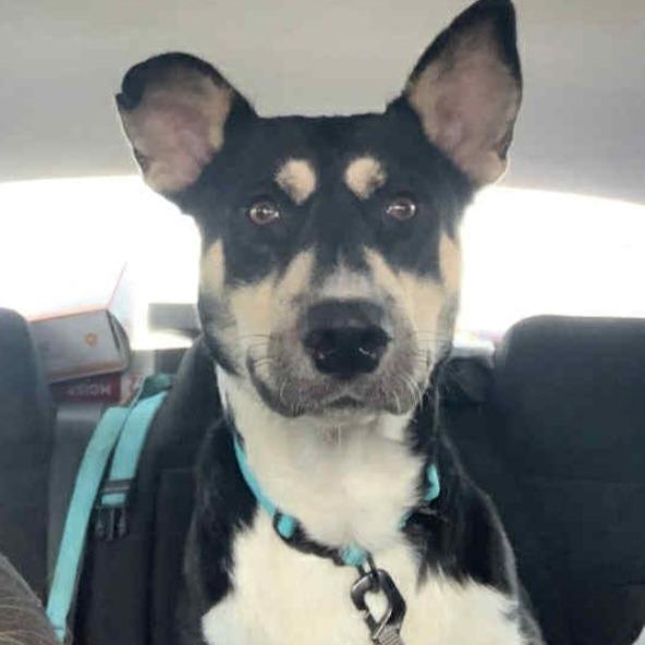 Enlarge Jupiter, a Adoptable mixed breed in Tupelo, MS image 3/5