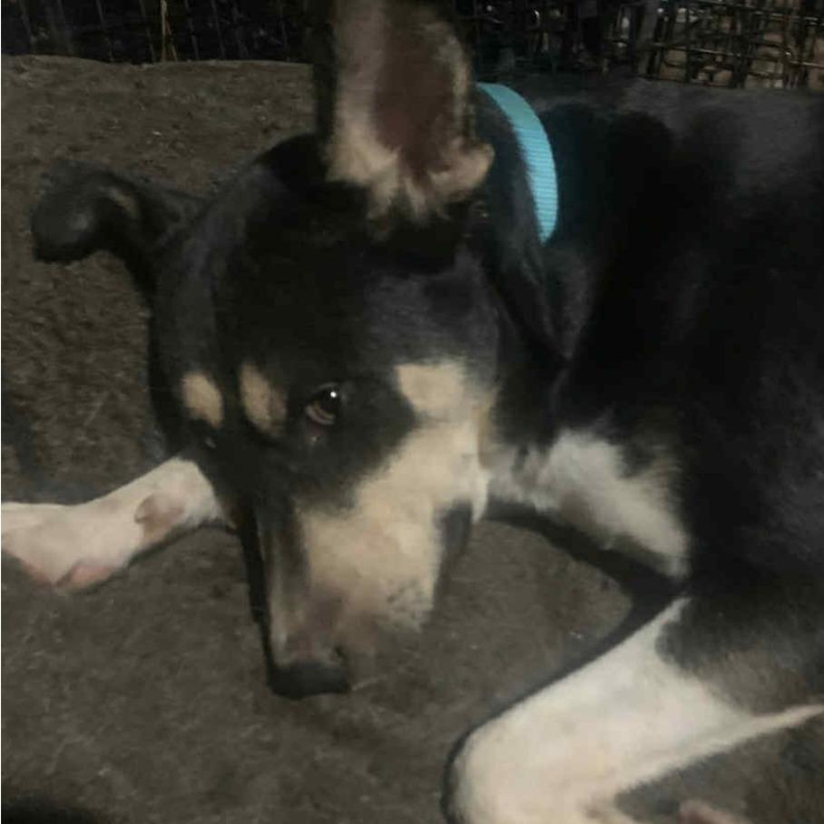 Enlarge Jupiter, a Adoptable mixed breed in Tupelo, MS image 5/5