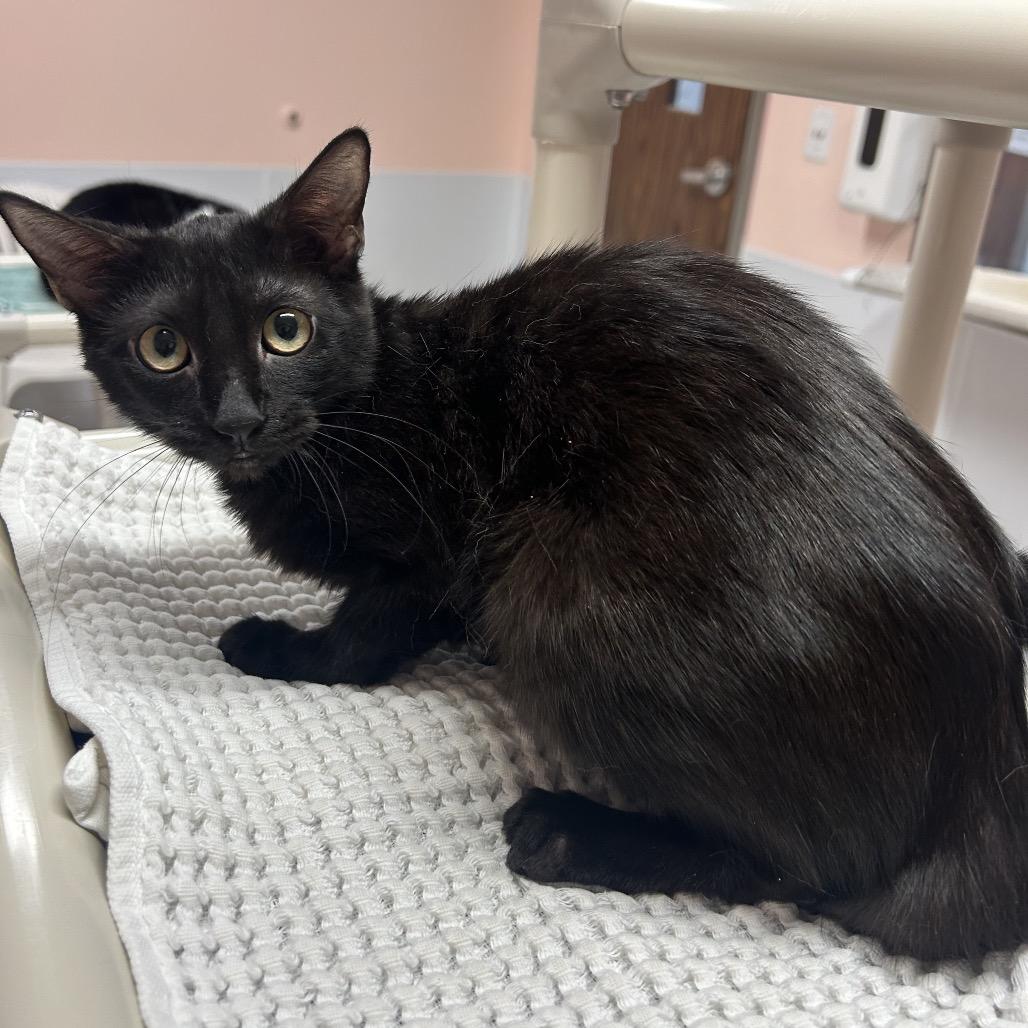 Panama, Adoptable, Young Female Domestic Short Hair & Domestic Short Hair.