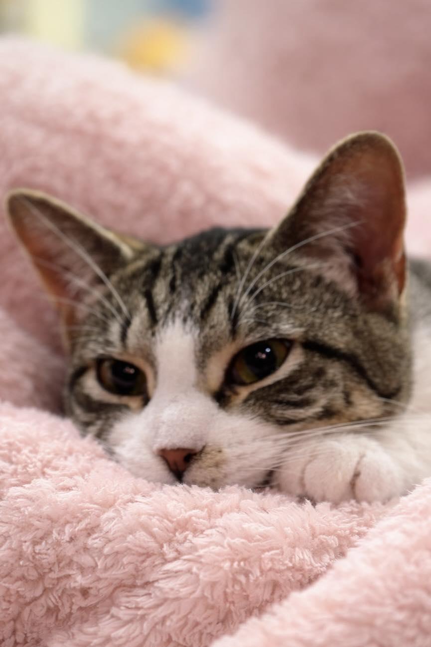Enlarge Dopplemyr, an adoptable Domestic Short Hair in Sioux Falls, SD image 4/6