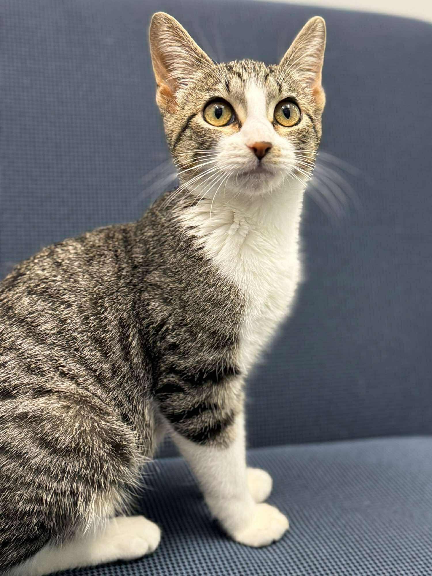 Enlarge Dopplemyr, an adoptable Domestic Short Hair in Sioux Falls, SD image 6/6