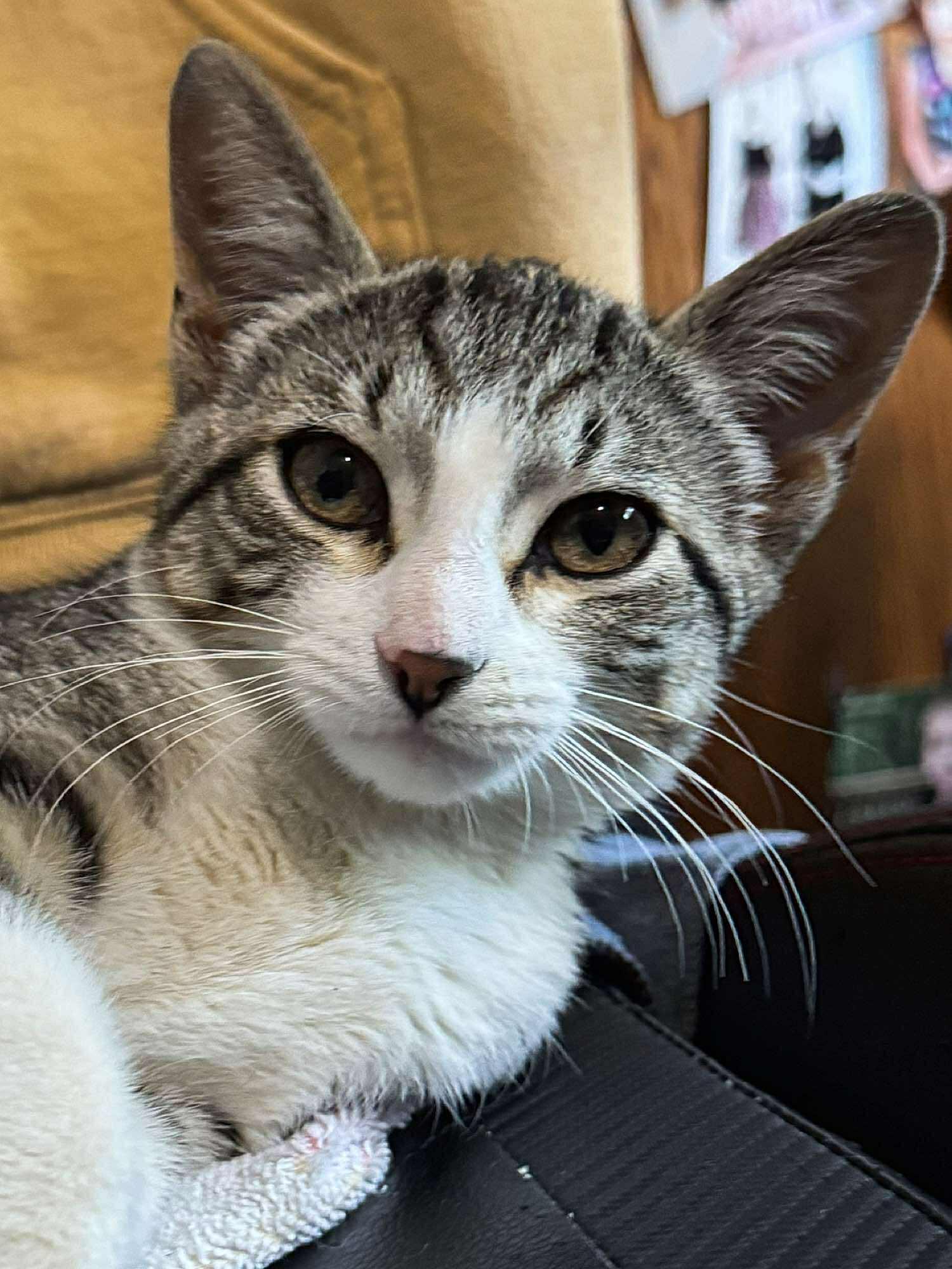 Enlarge Dopplemyr, an adoptable Domestic Short Hair in Sioux Falls, SD image 1/6