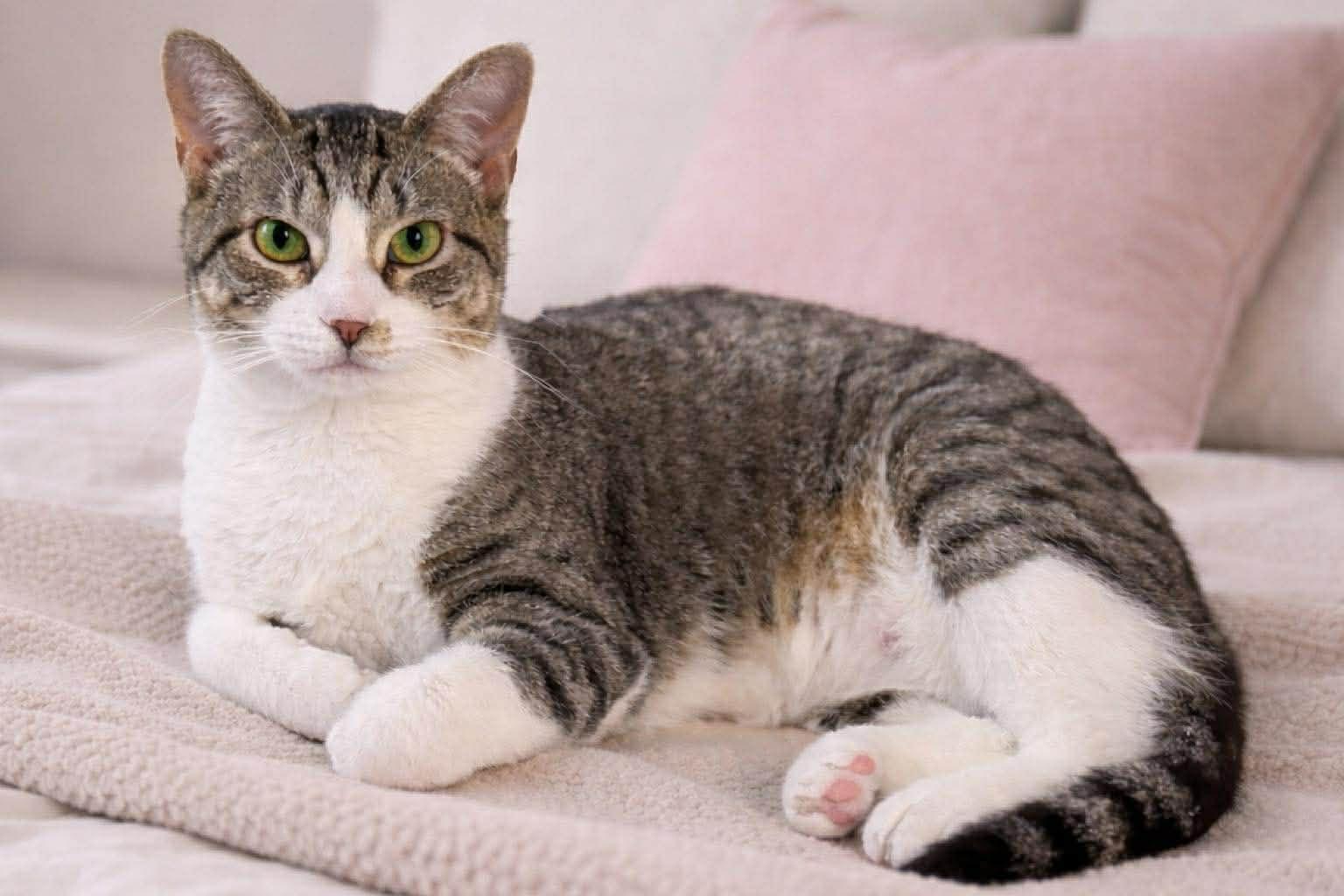 Enlarge Dopplemyr, an adoptable Domestic Short Hair in Sioux Falls, SD image 3/6