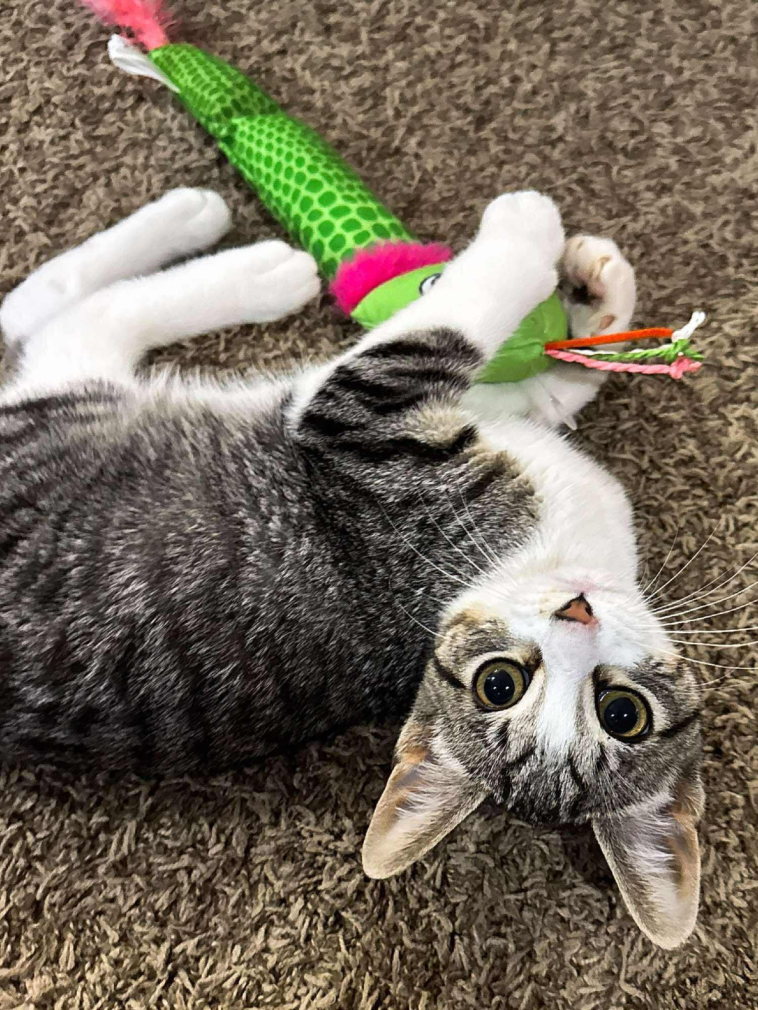 Enlarge Dopplemyr, an adoptable Domestic Short Hair in Sioux Falls, SD image 2/6