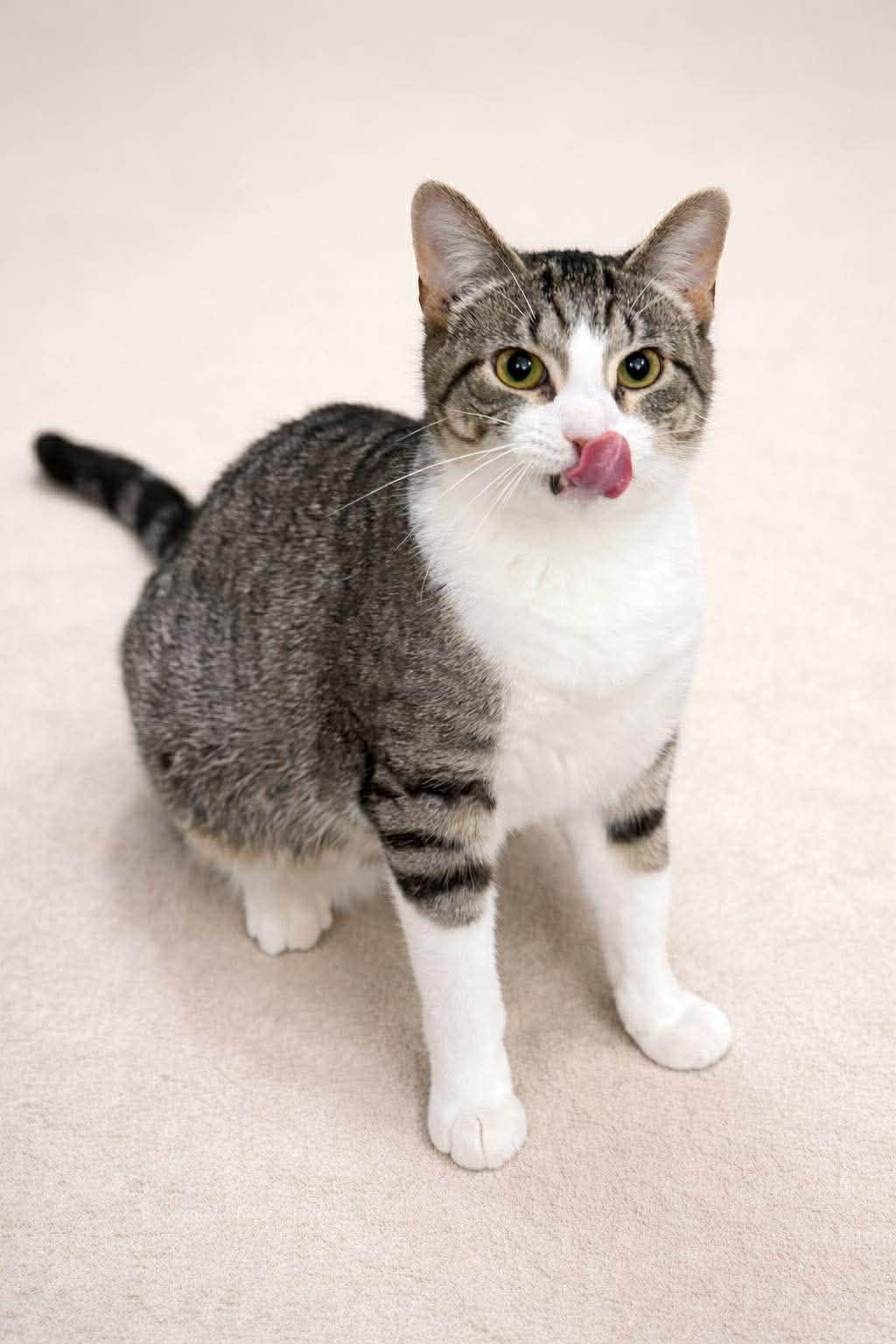 Enlarge Dopplemyr, an adoptable Domestic Short Hair in Sioux Falls, SD image 5/6