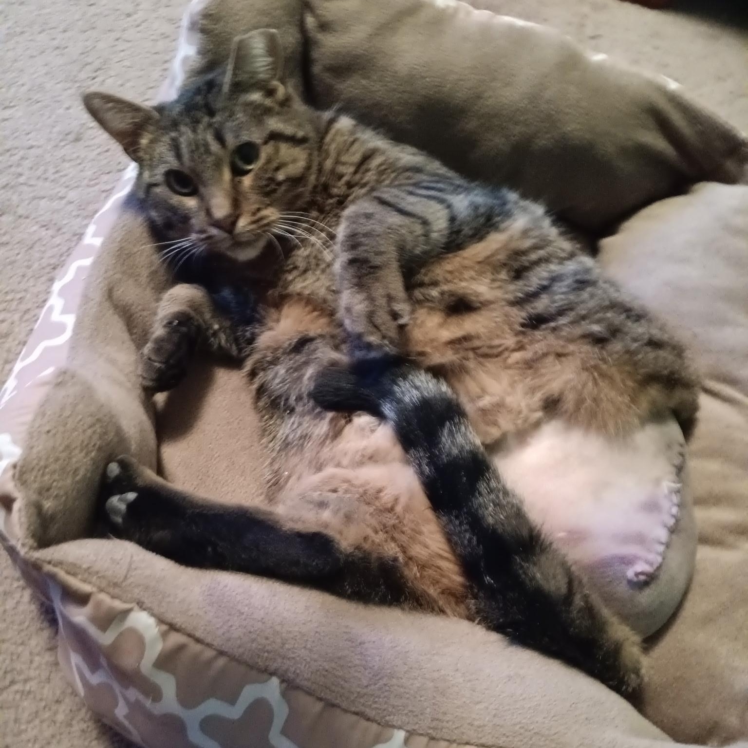 Enlarge Tammy, a Adoptable Domestic Short Hair in Menasha, WI image 3/4