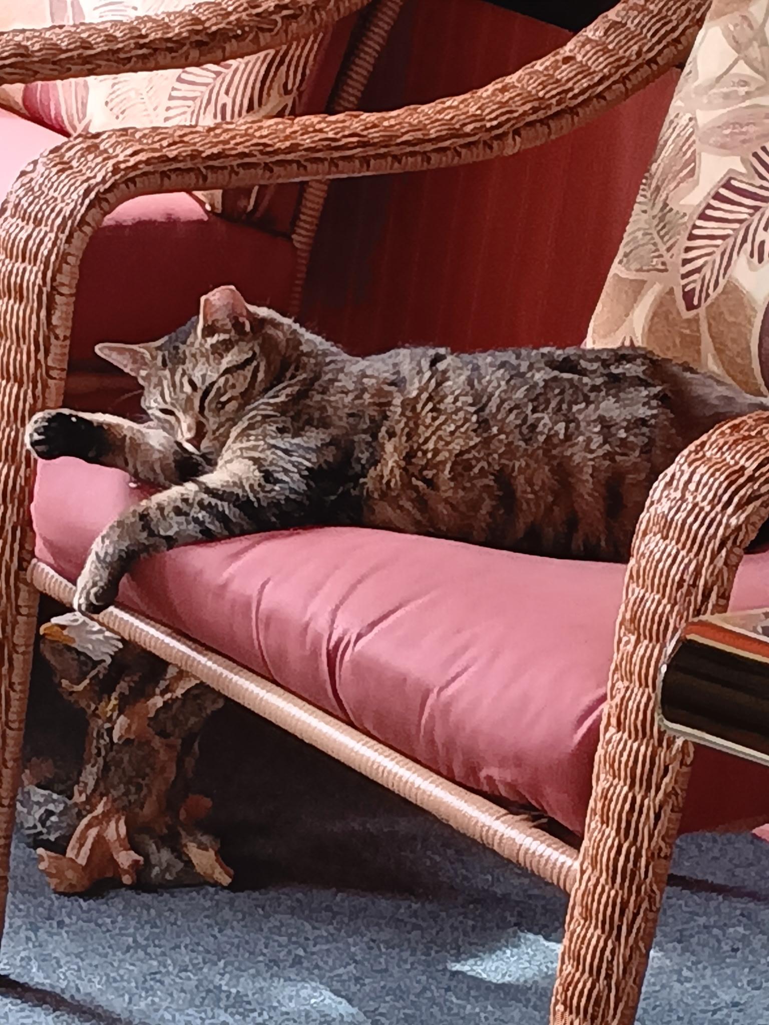 Enlarge Tammy, a Adoptable Domestic Short Hair in Menasha, WI image 2/5